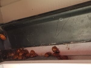 Intrusion de coccinelles asiatiques dans la maison