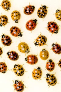 Diverses coccinelles asiatiques