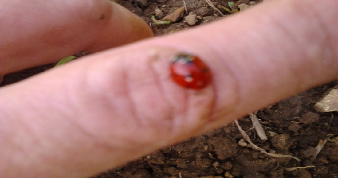 Coccinelles dans la maison - Pourquoi ces intrusions