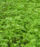 Engrais verts : vos alliés pour un potager en pleine santé engrais verts