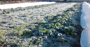 Travaux à effectuer au potager avant l'hiver