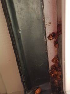 Invasion de coccinelles dans la maison