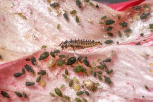 Larve de coccinelle asiatique dévore pucerons