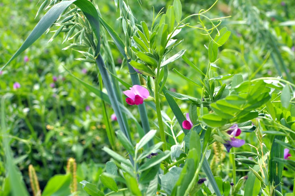 Engrais verts au potager : mélange vesce-avoine