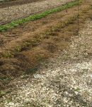 Paillage au Jardin Potager - Intérêts et Pratique Paillage au potager (BRF et fauches)