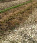 Paillage au potager (BRF et fauches)