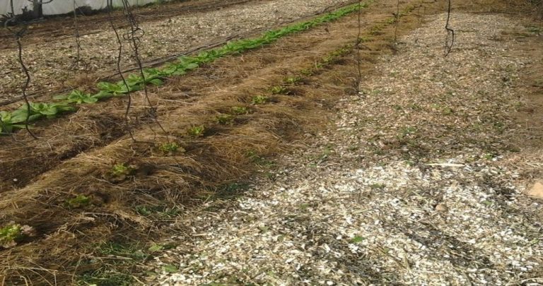 Paillage au potager (BRF et fauches)