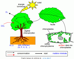 Transformation de la matière par le vivant - exemple : photosynthèse