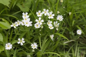 Mouron blanc, ou stellaire intermédiaire, engrais vert