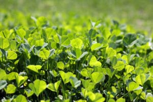trèfle sauvage, végétation spontanée et engrais vert