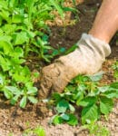 Végétation spontanée au potager : un engrais vert naturel et gratuit Végétation spontanée ou engrais vert