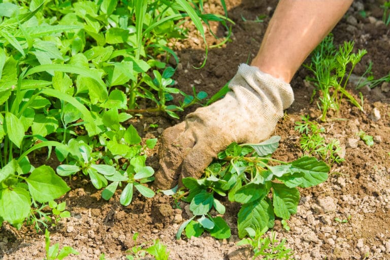 Végétation spontanée ou engrais vert