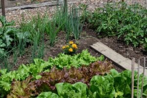 Culture de laitues au potager en permaculture