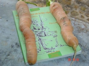 Variété biodynamique de carottes