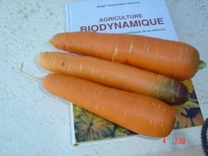 Carottes cultivées en biodynamie