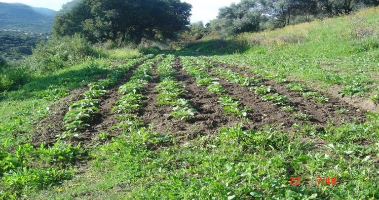 Terroir et goût des fruits et légumes