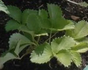 Jeune plant de fraisier