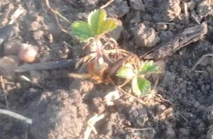 culture du fraisier : Plant frigo déjà démarré moins d'une semaine après la plantation...