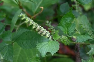 Fleurs et fruits de Perilla (graines).