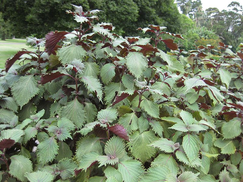 Le shiso, ou périlla, une plante aromatique originale