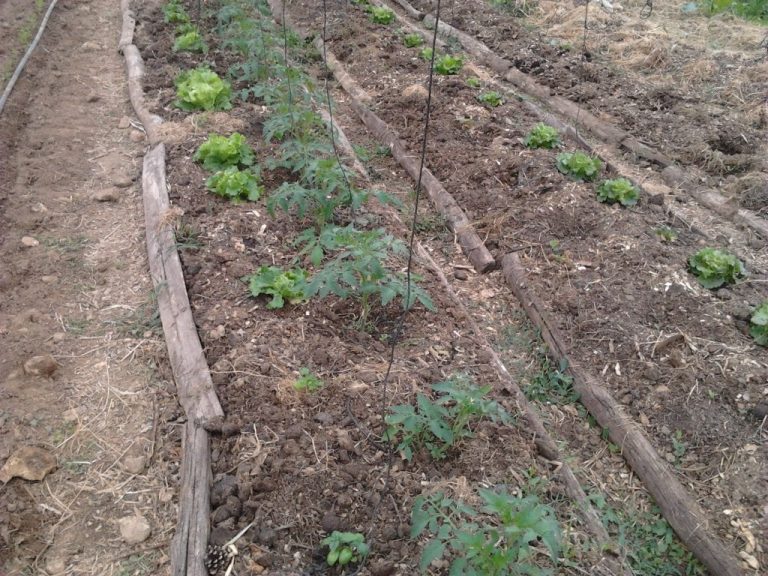 Butte vivante (butte lasagne) en permaculture