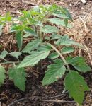 Comment planter des tomates