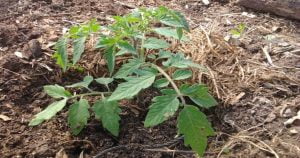 Comment planter des tomates