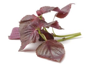 Shiso rouge