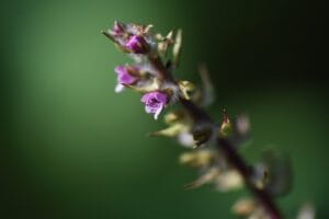 Floraison de shiso périlla