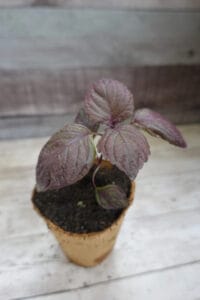 Plant de shiso - ou périlla