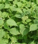 Shiso ou périlla : cultiver et utiliser cette aromatique exotique. Culture Shiso ou périlla, plante aromatique exotique