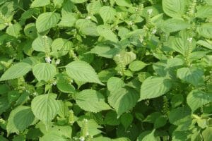 Culture Shiso ou périlla, plante aromatique exotique
