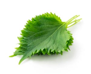 Shiso vert