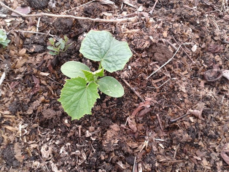 Que semer et planter en juin au potager et au jardin d