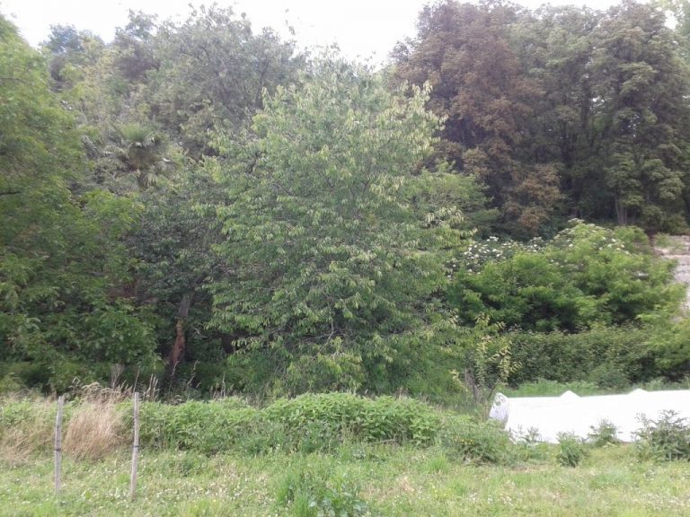 techniques de permaculture au potager