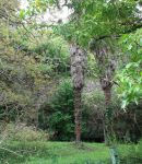 Les grands principes de la Permaculture La biodiversité est un principe fondamental de la permaculture