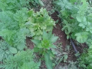 Associations de cultures : salades et poivrons entre rangs de carottes