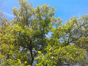 Les arbres jouent un rôle essentiel en permaculture