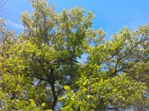 Les arbres jouent un rôle essentiel en permaculture