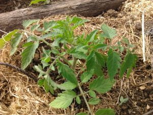 En permaculture, le sol ne reste pas à nu