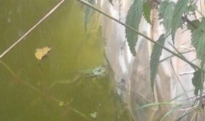 l'eau joue un rôle essentiel en permaculture
