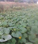 Culture de courges en plein champ