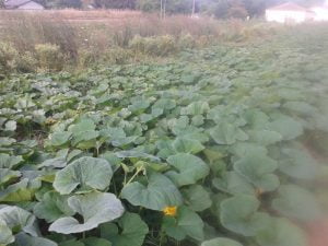 Culture de courges en plein champ