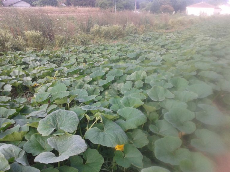 Culture de courges en plein champ