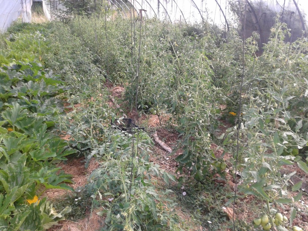 Tomates et courgettes dans la serre...