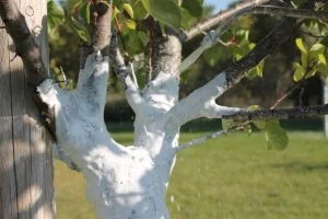 Blanc arboricole sur les troncs. Tous les conseils de culture des arbres  fruitiers