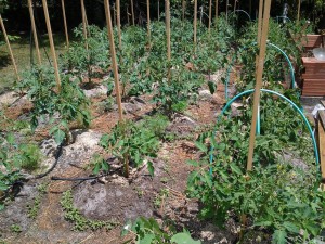 Tomates1