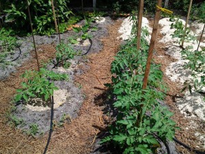 Tomates4