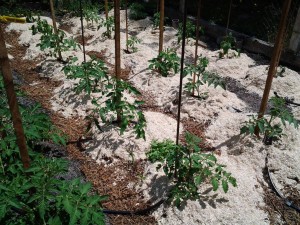 Tomates5