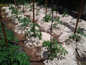 Potager de Thierry, passionné de tomates